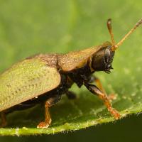 Green Tortoise Beetle 3 